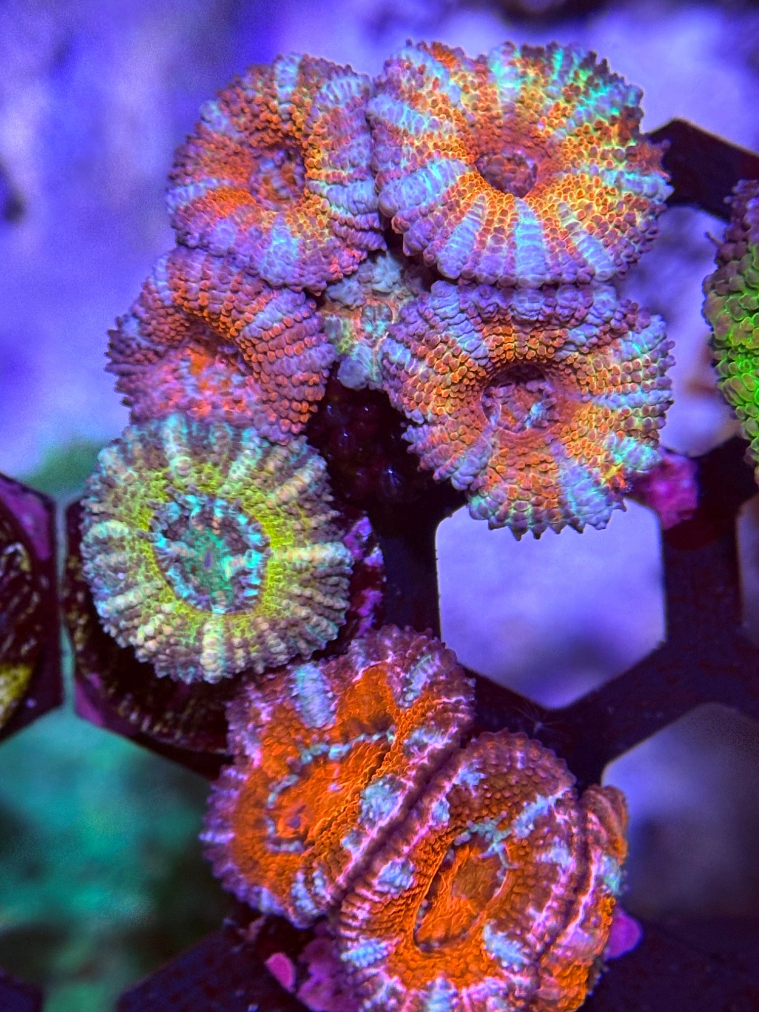 Acan | Micromussa