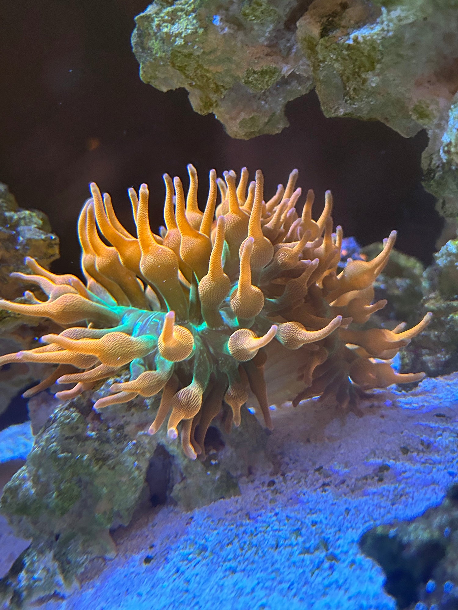 Anemones