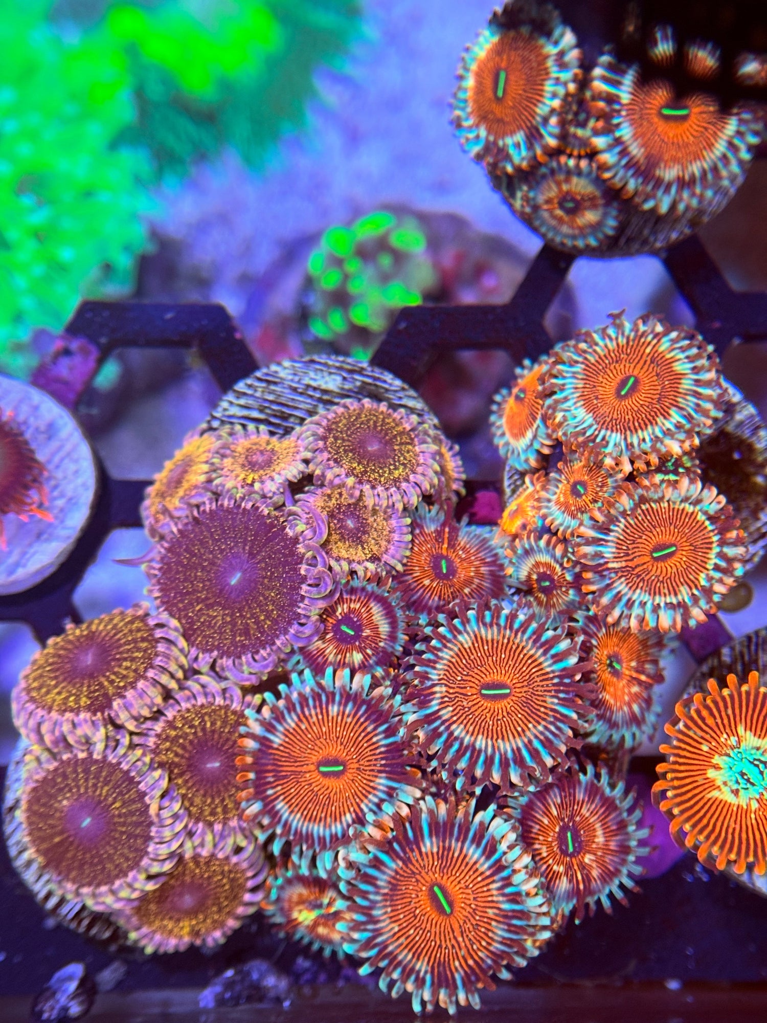 Zoanthids | Palythoas