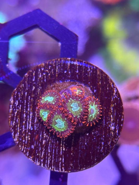 Tree House On Fire Zoanthid