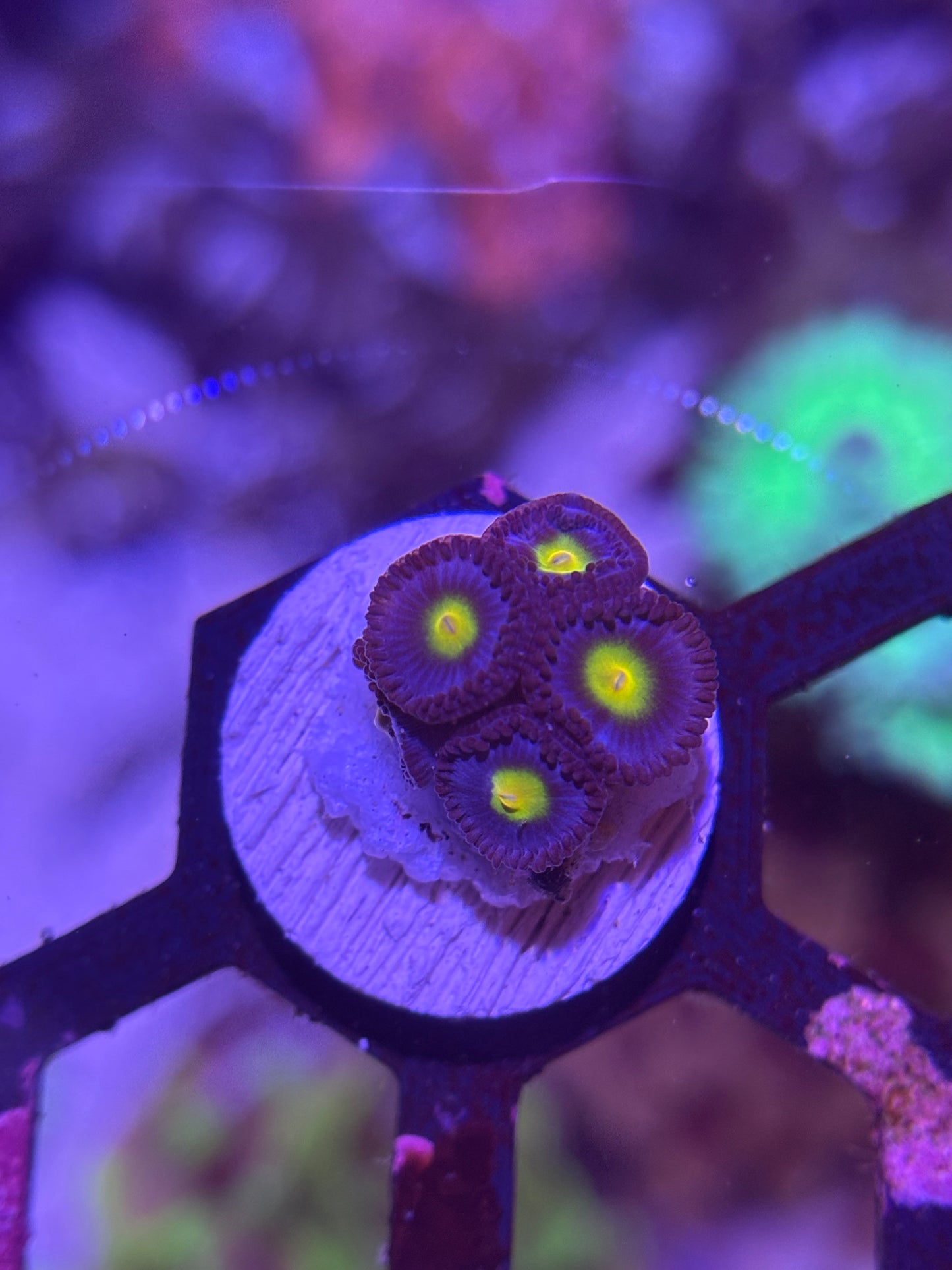 WWC AOI Zoanthid