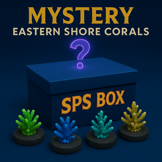Mystery SPS Box