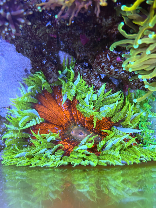 3" Orange Yellow/Green Ultra Rock Flower Anemone