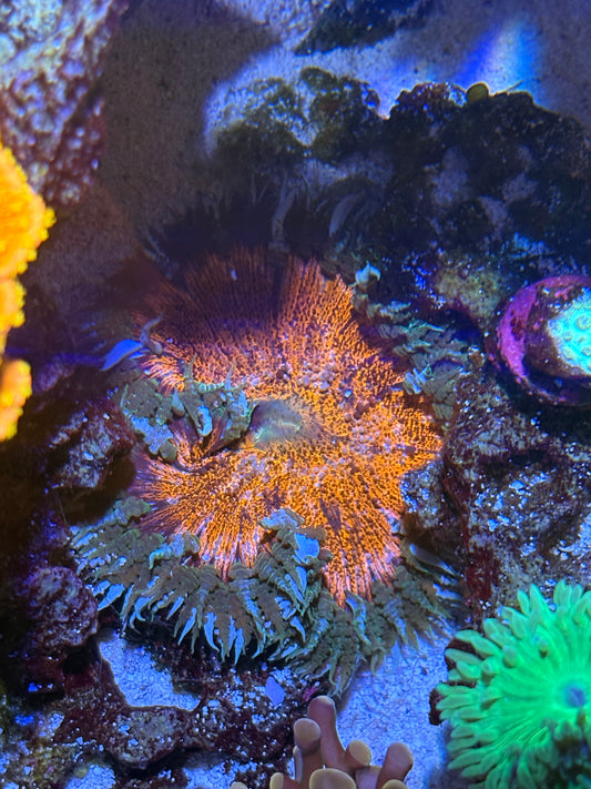 3" Orange w/ Ice Skirt Ultra Rock Flower Anemone