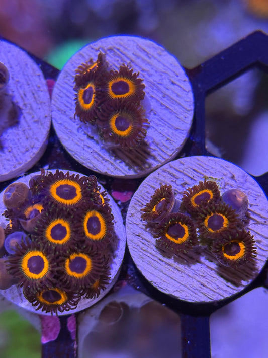 Pumpkinseed Zoanthid