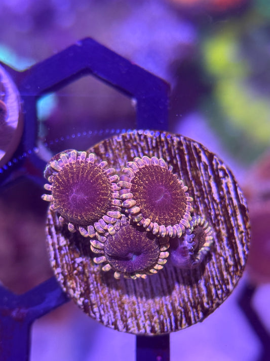 Solar Circus Zoanthid