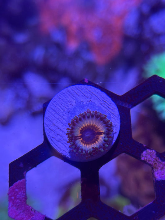 Sonic Flare Zoanthid