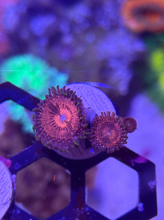 Space Monster Zoanthid