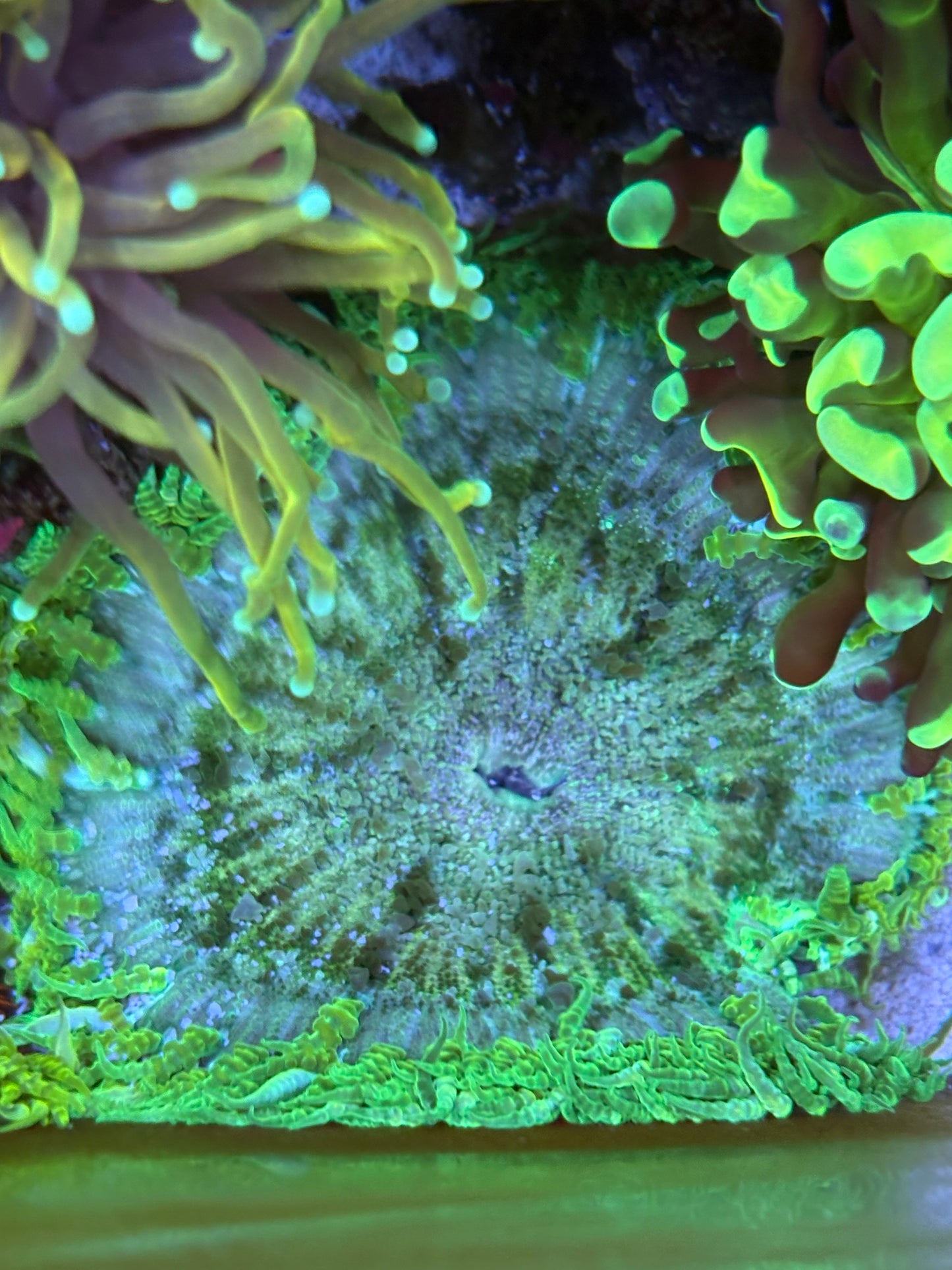 3" Ultra Green Rock Flower Anemone